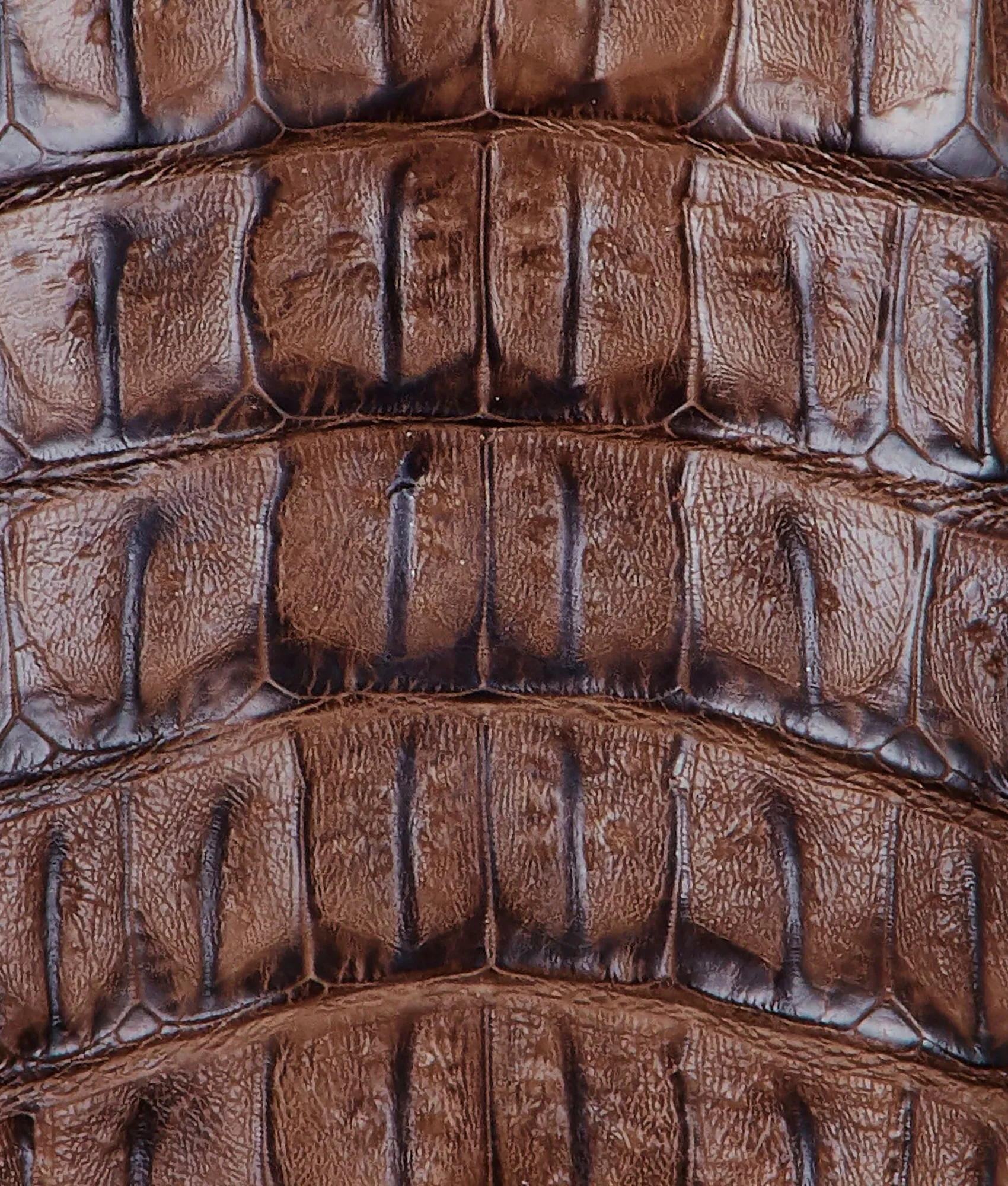Fisher :: Tan   Chocolate